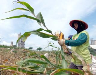Alhamdulilah, Lewat Program SGSP Semen Gresik Petani Bisa Bercocok Tanam