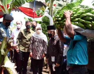 Pisang Cavendish Made In Jatim Siap Merebut Pasaran Global