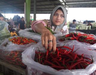 Pemkab Malang Gelontor Bantuan Bibit Cabai