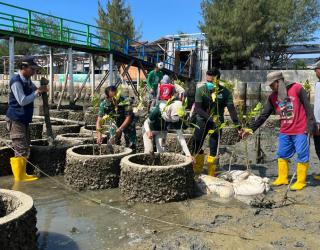 PLN Peduli Tanam 3000 Mangrove Untuk Normalisasi Kawasan Pesisir Pantai Kutang