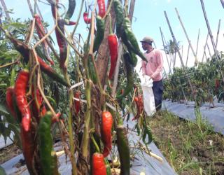 Harga Cabai Melonjak Cepat