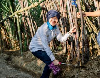 Jelang Musim Panen Tabu, Bos PTPN XII  Lakukan Ritual Khusus