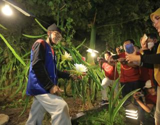Bangun Fasilitas Green House, PLN Dukung Pengembangan Inovasi Pertanian Buah Naga