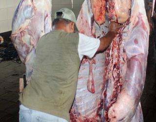 Sutiaji : Penyembelihan Hewan Kurban Libatkan Juleha