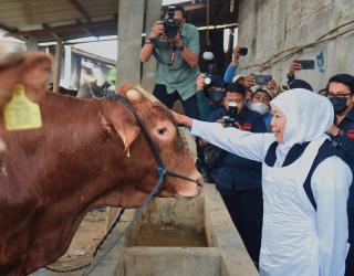 Jelang Hari Raya Idul Adha Gubernur Khofifah Klaim Hewan Kurban di Jatim  Aman
