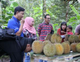 PLN Peduli Kembangkan Kawasan Sentra Durian Khas Banyuwangi