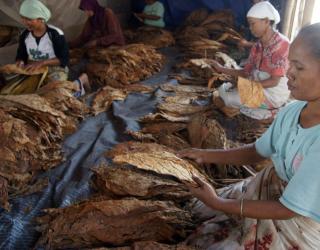 Di Anggap Tidak Adil. APTI Bojonegoro Tolak RPP UU Kesehatan