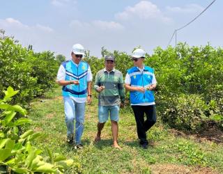 Manfaatkan Electrifying Agriculture, Petani Jeruk Ujungpangkah Berhasil Pangkas Biaya Produksi Hingga 30%