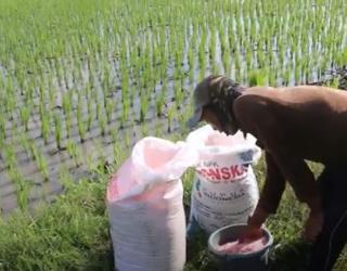 Petani Gembira, Harga Beras Meroket Dongkrak Harga Gabah