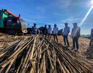 SGN Bersiap Masuk Musim Giling Tebu, Produksi Gula Diproyeksi 992.000 Ton