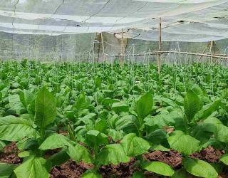 Produktivitas Tanaman Tembakau PTPN I Regional 4 Ditarget 1,7 Ton/Ha