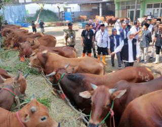 Kebutuhan Hewan Kurban di Jatim Diprediksi 426.000 Ekor