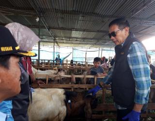 Penjabat Wali Kota Malang Pastikan Kesehatan Hewan Kurban Sesuai Prosedur