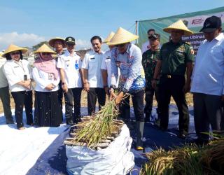 Pengambilan Ubinan Panen Padi, Wahyu Hidayat: Hasilnya Setara 9,2 Ton per Hektare