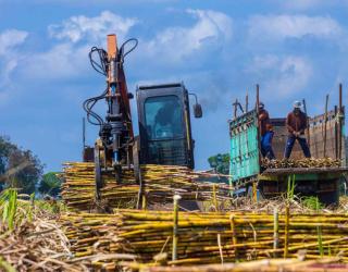 Swasembada Gula 2028 : Penyediaan Bibit Tebu & Akses Pembiayaan Petani Harus Digeber