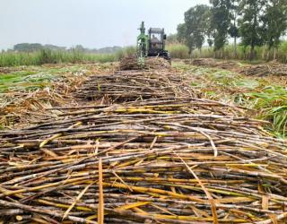 Menuju Swasembada Gula, Produktivitas Kebun Tebu Kalitelepak Tembus 164%