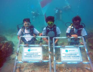 Pelindo Terminal Petikemas Tanam 632 Bibit Terumbu Karang Dukung Konservasi Lingkungan
