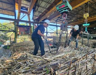 Industri Gula: Penyaluran Program KUR Khusus Kluster Tebu Diproyeksi Rp6 Triliun