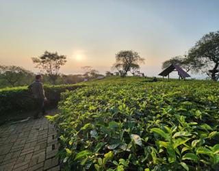 PTPN I Regional 5 Genjot Potensi Wisata Kebun Wonosari Lawang. Begini Targetnya!