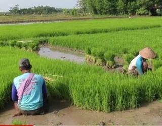 Kasihan Petani Sawahnya Sering Rugi