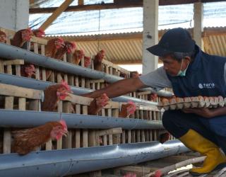 Dukung Pencegahan Stunting, PLN Berdayakan Peternak Ayam Petelur di Kabupaten Malang