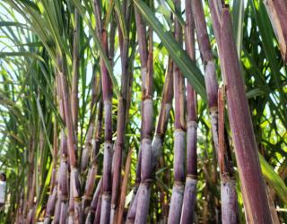 Produksi Tebu PTPN I Regional 5 Kebun Kalitelepak Melonjak 31%