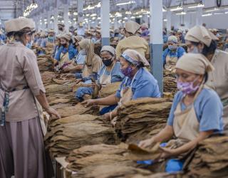 Kuartal III/2024, Produksi Tembakau PTPN I Regional 4 Capai 11.766,54 Ton