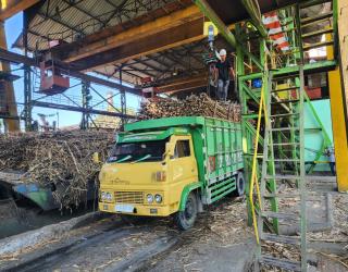 Tahun Giling 2025, Produktivitas Tebu SGN Dipatok 8 - 10 Ton per Hektar