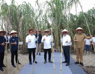 Kunjungan Menko Pangan di Kebun Tebu Kwalamadu, Varietas & Pola Tanam Perlu Diganti