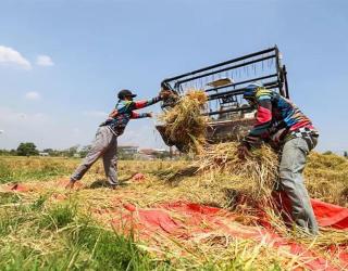 PLN Sukseskan Panen Raya Serentak Lewat Elektrifikasi Pertanian di Jawa Timur