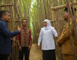 SGN & Gubernur Khofifah Luncurkan KUR Khusus Tebu di Bondowoso