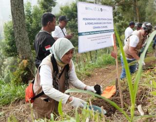 Peringati Hari Lingkungan Hidup 2025, PLN Tanam 3.000 Pohon Cemara di Bromo