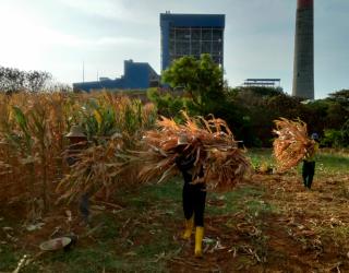 PLN NP dan Petani Tuban Ubah Limbah Jagung Jadi Energi Terbarukan