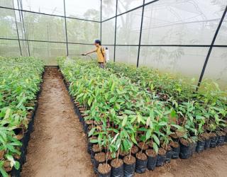 PLN Peduli Kembangkan Bibit Durian Merah di Songgon, Jadi Ikon Baru Banyuwangi