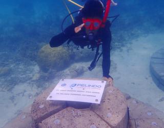 Pelindo Petikemas Terapkan Teknologi Terumbu Buatan APR di Karimunjawa