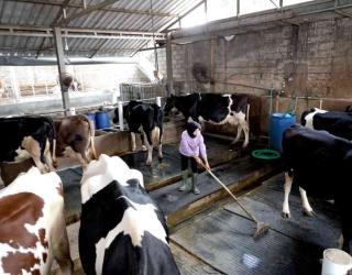 Nestlé 50 Tahun Bermitra dengan Peternak Sapi Perah Rakyat Jatim