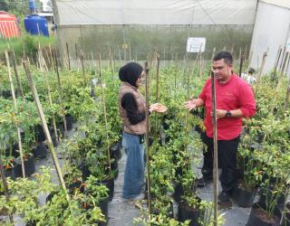 Kebun Eptilu Garut : Hortikultura Modern Binaan BI Sukses Tingkatkan Produktivitas