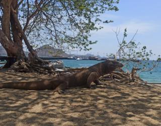 Polda Jatim Gagalkan Penyelundupan Komodo Dari NTT, Dua Orang Ditetapkan Tersangka 