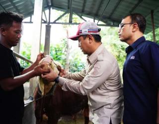 SIG Salurkan 292 Hewan Kurban di Sekitar Area Operasi di 19 Provinsi