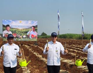 Dukung Hilirisasi Perkebunan Nasional, SGN Laksanakan Gerakan Tanam Serentak