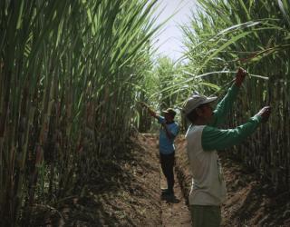 Perkuat Pasokan Gula Nasional, SGN Perluas Lahan Tebu Capai 75.000 Ha
