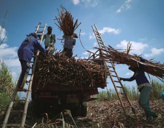 Petani Tebu Apresiasi Dukungan Program Bongkar Ratoon