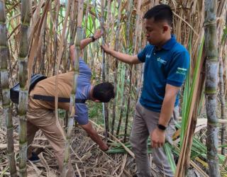 SGN 01 Mulai Ditebang, SGN Dorong Produktivitas & Kesejahteraan Petani