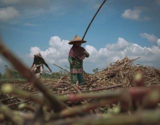Giling 2026 Berbuah Manis, Petani Mitra SGN di PG Mojo Sragen Rasakan Untung dan Makin Optimistis