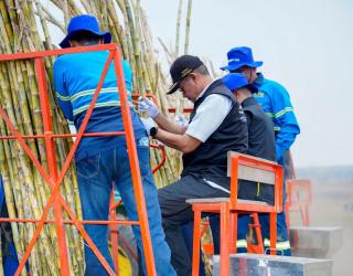 Tebu Lamongan Kian Produktif, Bupati Lamongan Dorong Swasembada Gula