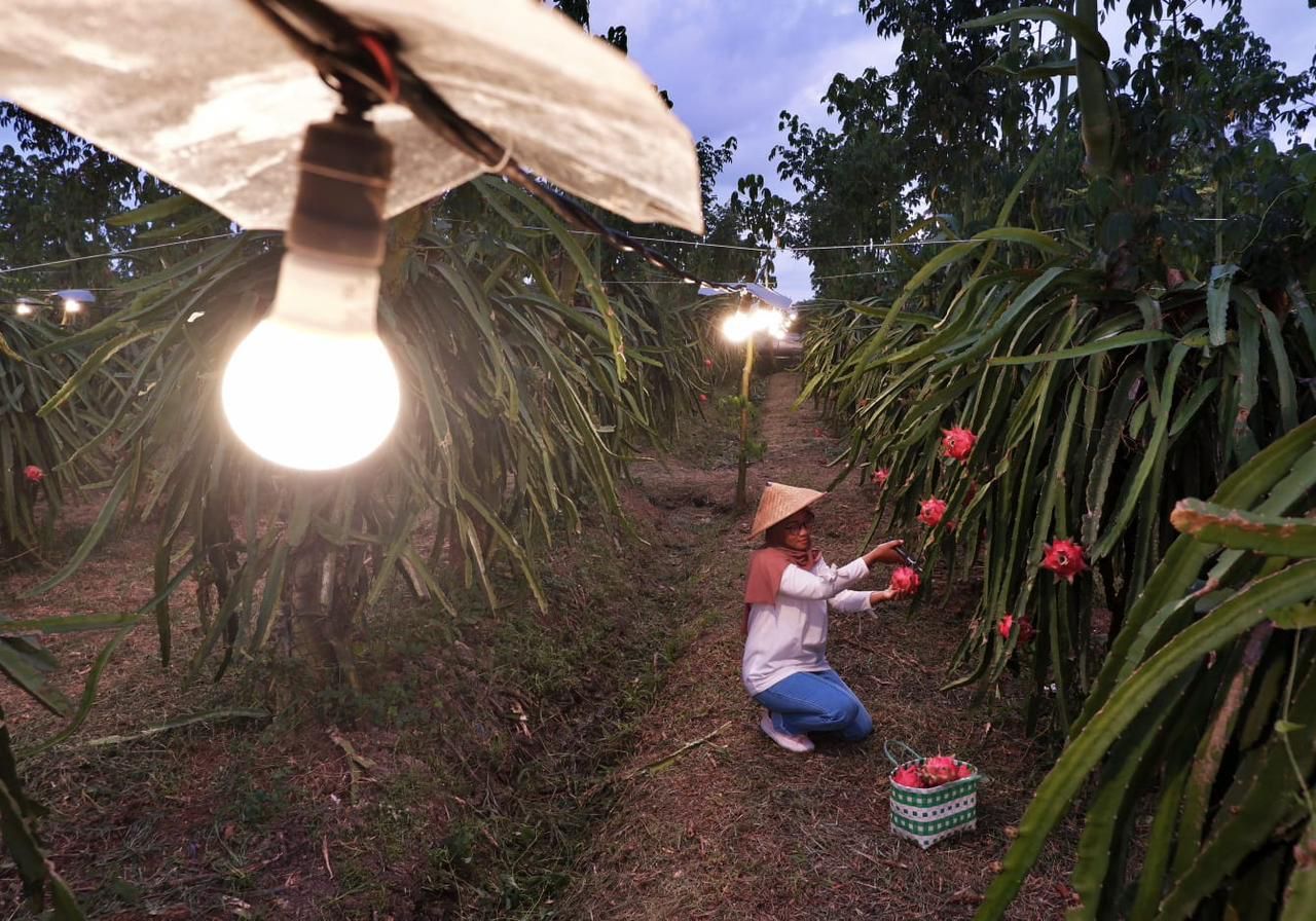 PT PLN (Persero) berhasil merealisasikan program Electrifying Agriculture (EA) yang di manfaatkan 6.167 petani. (PLN for Jatimkini.com)