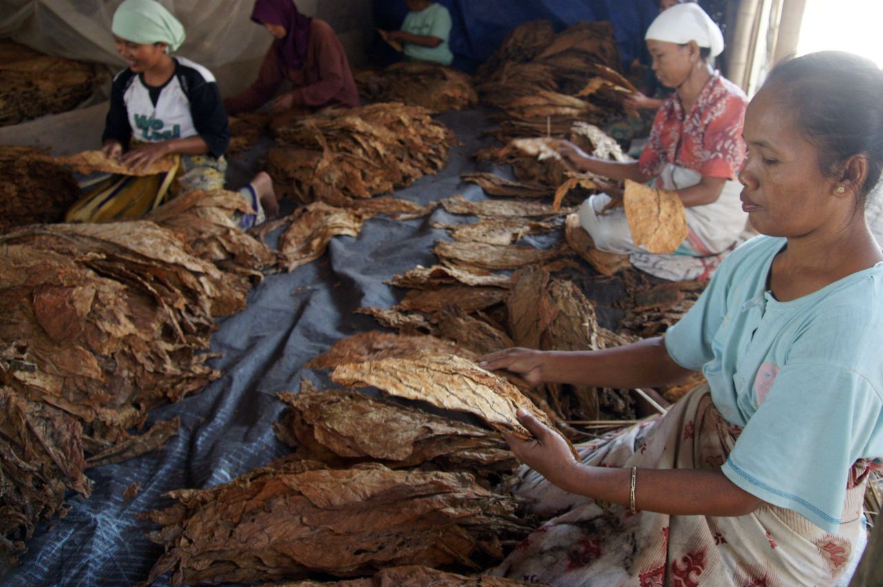 Petani tembakau menolak keras RPP UU Kesehatan karena sangat tidak adil dan mendiskriminasi semua rakyat termasuk petani tembakau ( Foto : Dok. Jatimkini.com )
