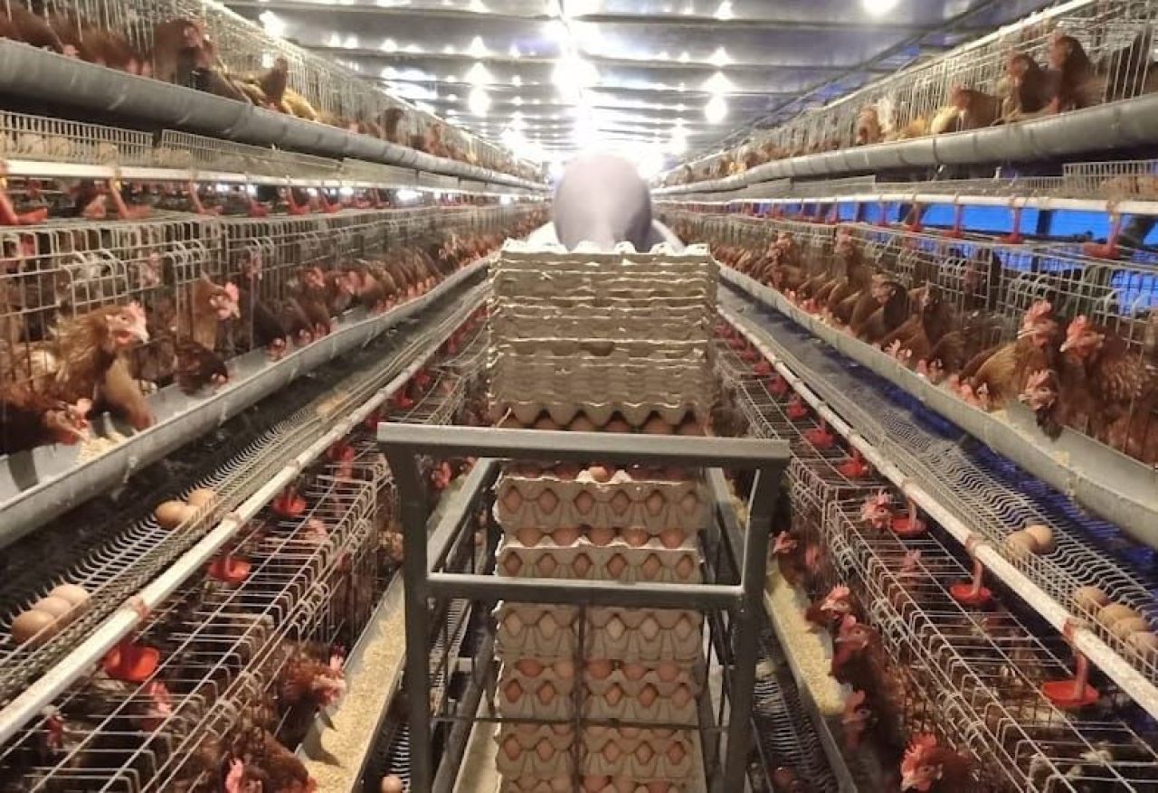 Produktivitas budidaya ayam meningkat hingga 20 persen adanya program EA. (Foto: PLN for Jatim kini.com)