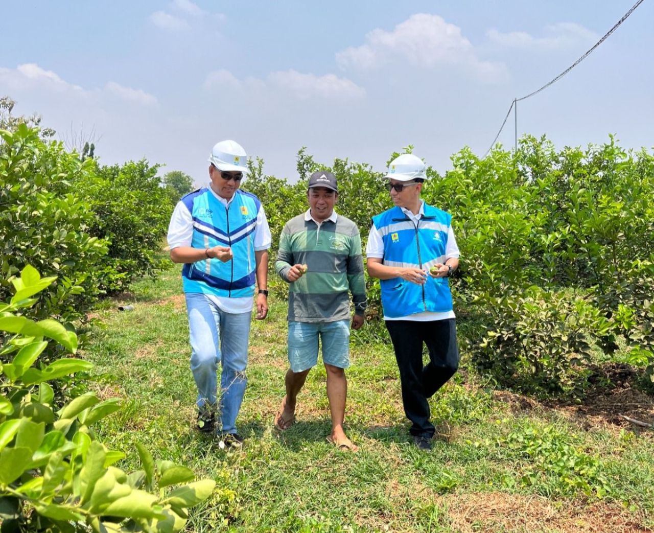 Petani jeruk manfaatkan electrifying agriculture dengan beralih ke listrik PLN. (Foto: PLN for Jatimkini.com)