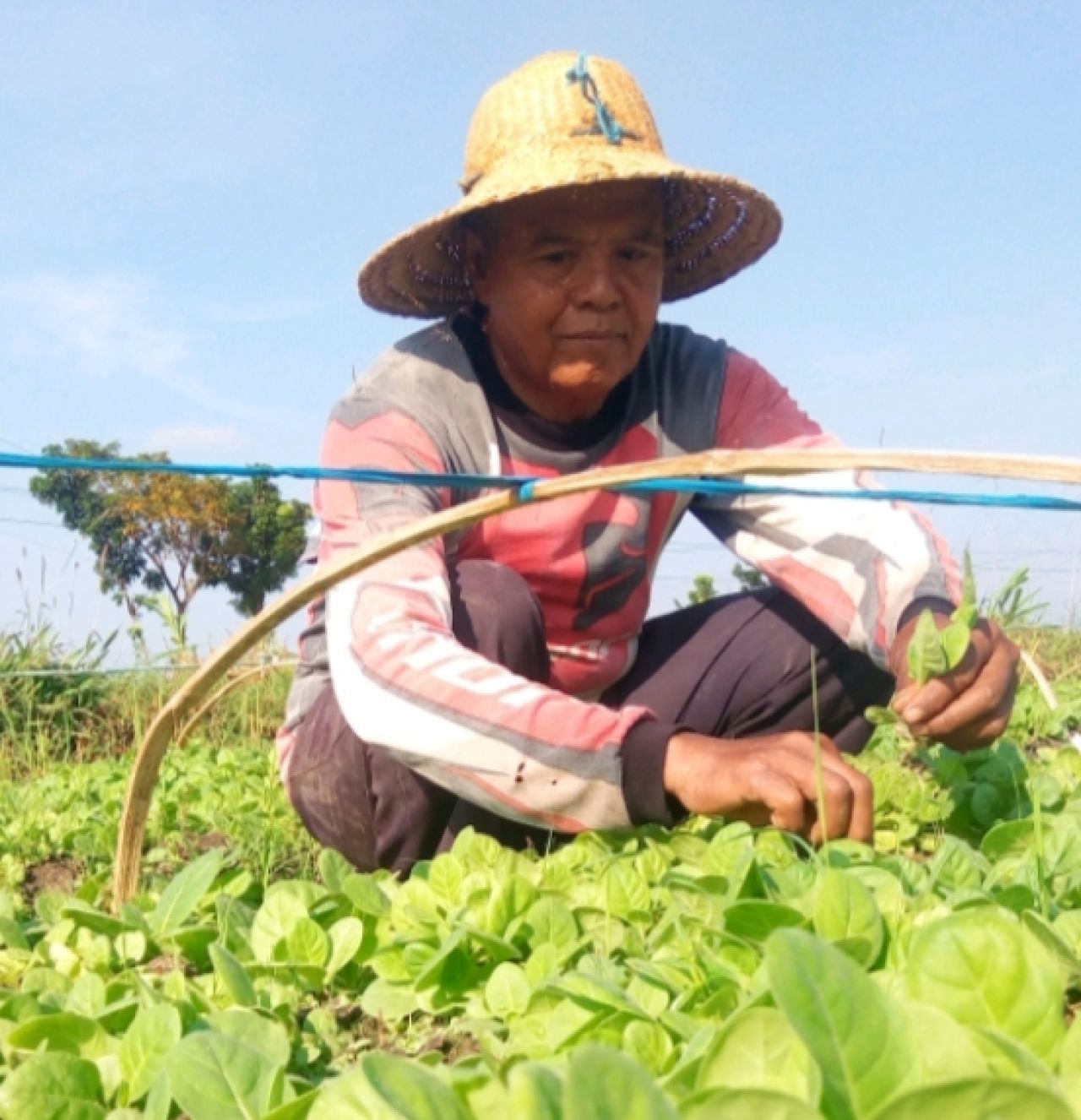 Komoditas tembakau dan industrinya punya nilai ekonomi tinggi bagi Indonesia. ( Foto : Dok. Jatimkini.com )